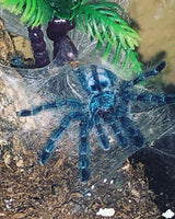 Caribena versicolor - Antilles Pinktoe
