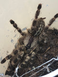 Poecilotheria regalis - Indian Ornamental