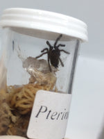 Pterinochilus murinus - OCF Baboon