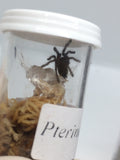 Pterinochilus murinus - OCF Baboon