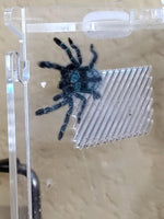 Caribena versicolor - Antilles Pinktoe