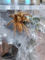 Pterinochilus murinus - OCF Baboon