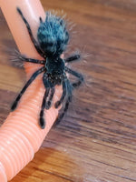 Caribena versicolor - Antilles Pinktoe