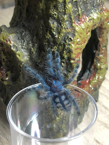 Caribena versicolor - Antilles Pinktoe