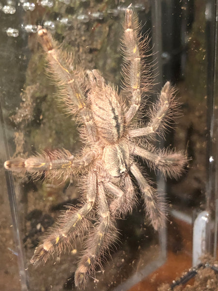 Poecilotheria rufilata - Red Slate Ornamental