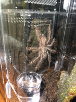 Poecilotheria rufilata - Red Slate Ornamental