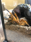 Pterinochilus murinus - OCF Baboon