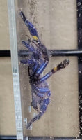 Poecilotheria metallica - Gooty Sapphire Ornamental