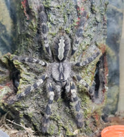 Poecilotheria regalis - Indian Ornamental