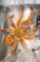 Pterinochilus murinus - OCF Baboon