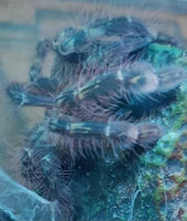Poecilotheria rufilata - Red Slate Ornamental