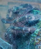 Poecilotheria rufilata - Red Slate Ornamental