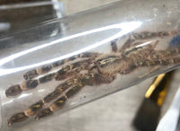 Poecilotheria rufilata - Red Slate Ornamental
