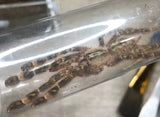 Poecilotheria rufilata - Red Slate Ornamental