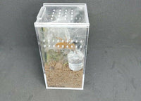 Sling Arboreal  Kit