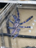 Poecilotheria metallica - Gooty Sapphire Ornamental