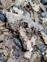 Armadillidium maculatum 'Zebra' Isopods