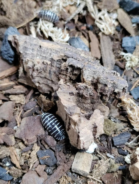 Armadillidium maculatum 'Zebra' Isopods