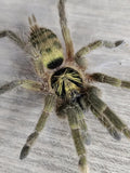Neoholothele incei - Trinidad Olive/Gold Dwarf