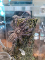 Poecilotheria metallica - Gooty Sapphire Ornamental